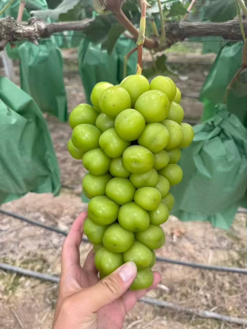 阳光玫瑰规格多数量多山东临沂1-3元