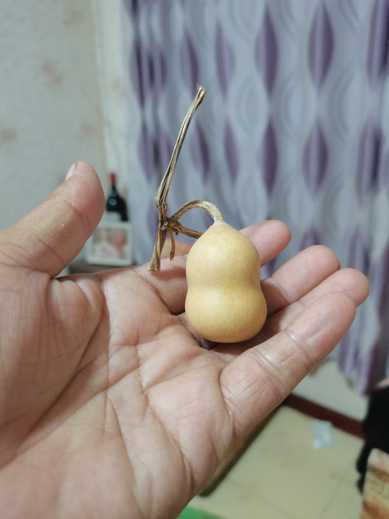 文玩葫芦有意者联系