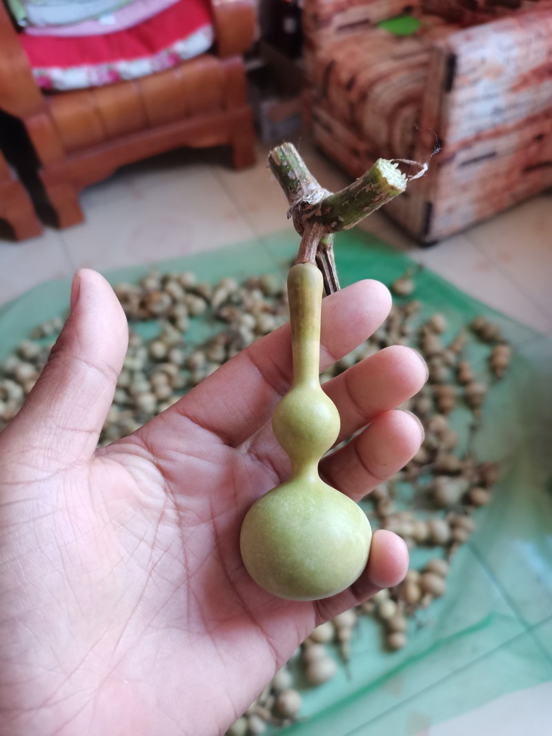 文玩葫芦有意者联系