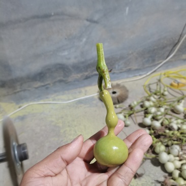文玩葫芦有意者联系