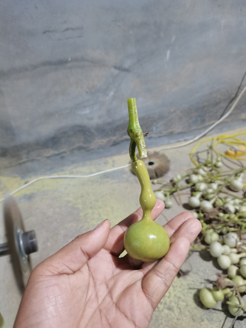 文玩葫芦有意者联系