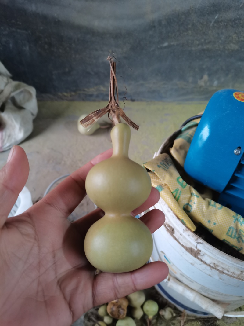文玩葫芦有意者联系