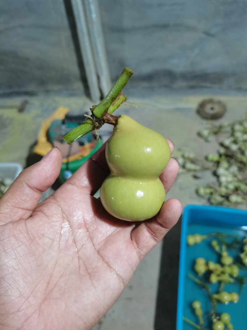 文玩葫芦有意者联系