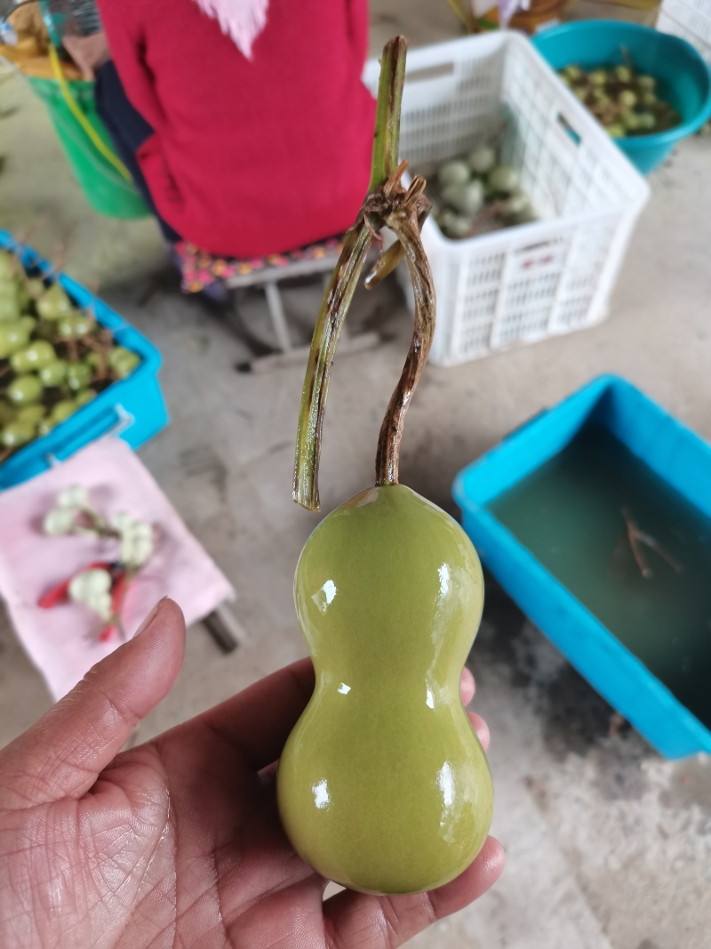 文玩葫芦有意者联系
