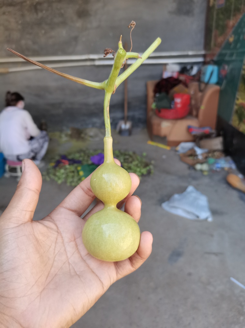文玩葫芦有意者联系