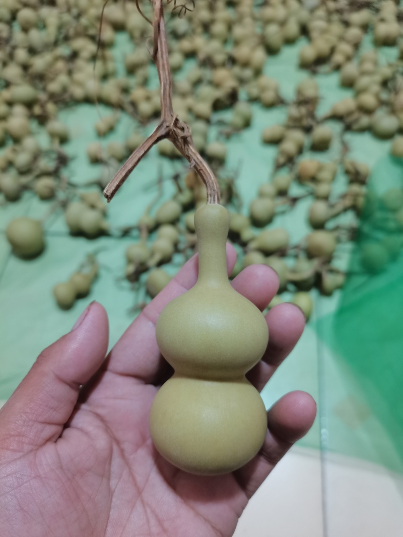 文玩葫芦有意者联系