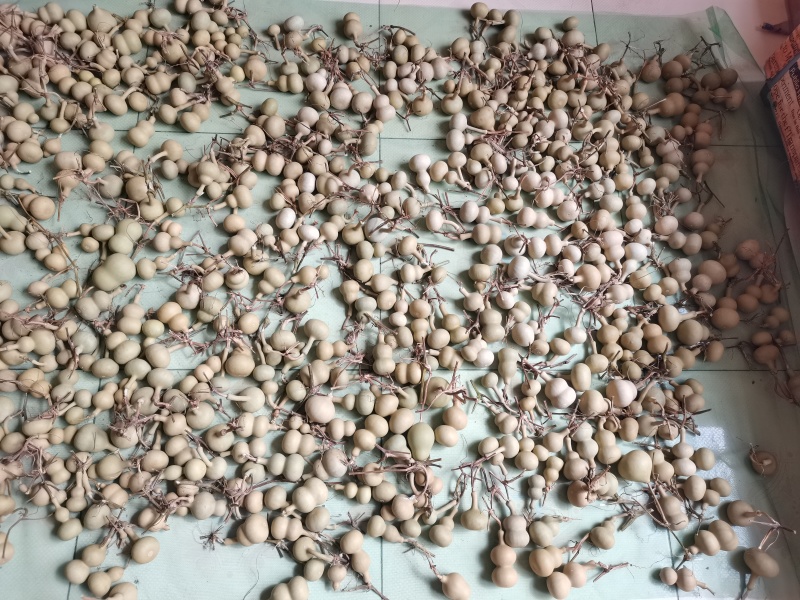 文玩葫芦有意者联系