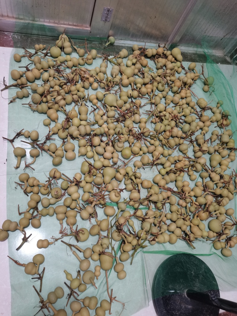 文玩葫芦有意者联系