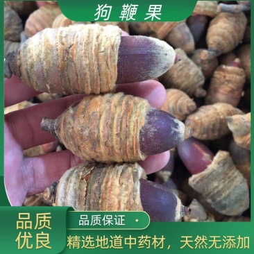 广西野生狗鞭果猪仔粒男人泡酒泡茶中药材干货毛毛果锁