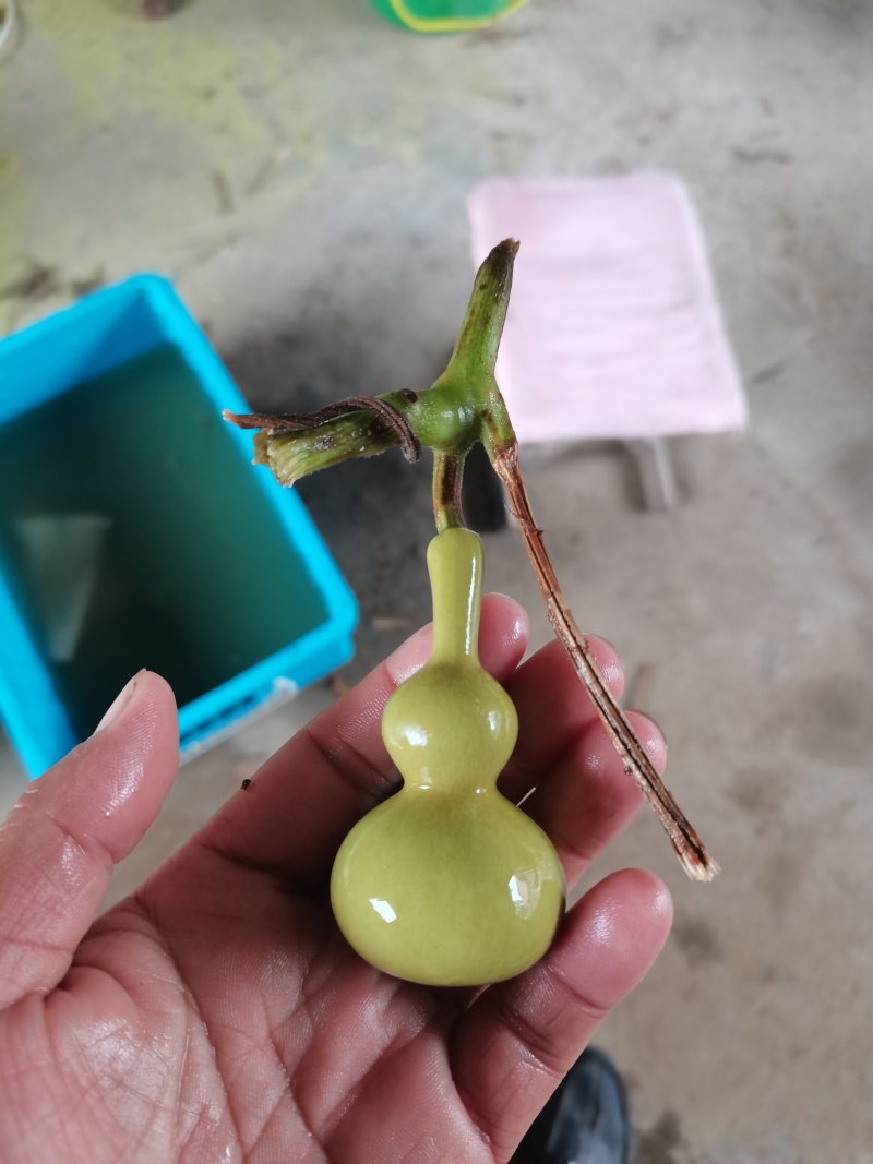 新下架的文玩葫芦，各种八宝葫芦