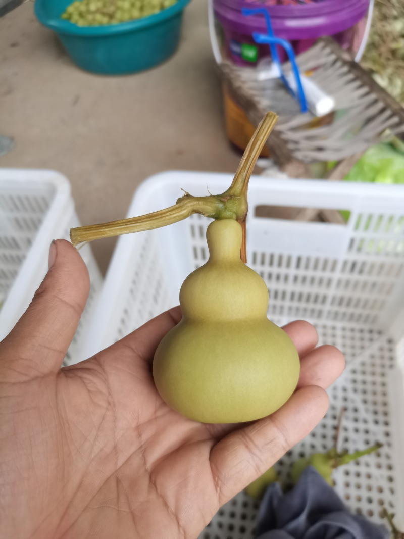 新下架的文玩葫芦，各种八宝葫芦