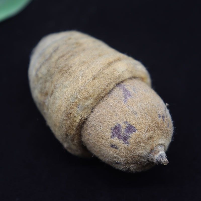 广西野生狗鞭果猪仔粒男人泡酒泡茶中药材干货毛毛果锁