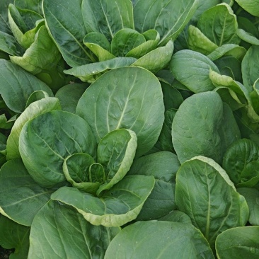 太湖菜