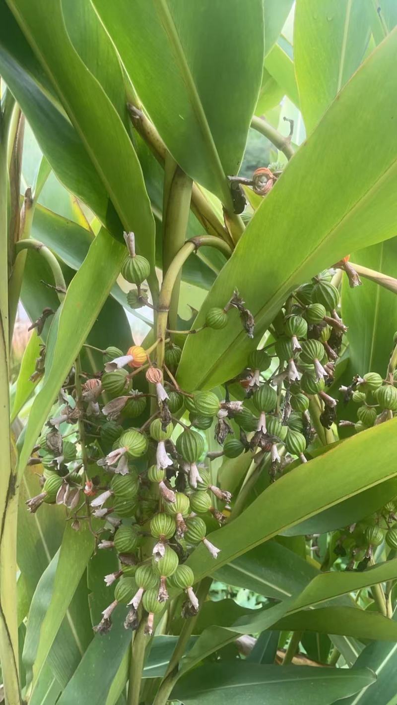 香砂仁，药食同源健康之选，3万亩基地，货源充足