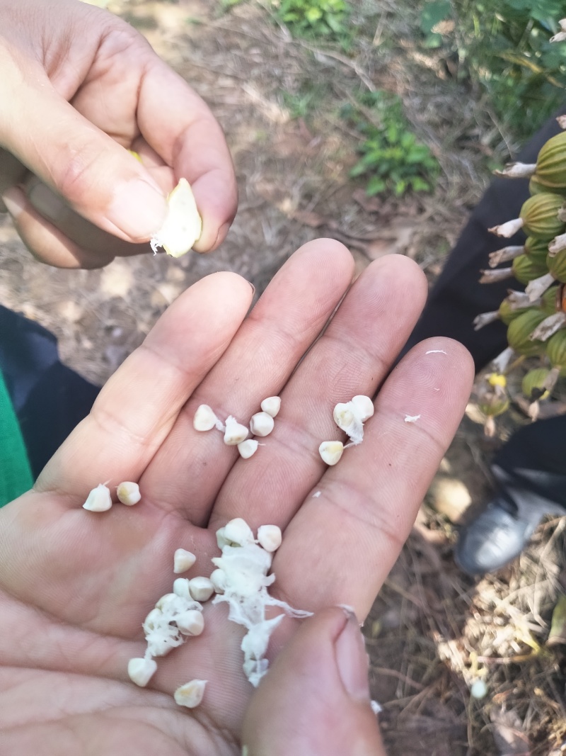 香砂仁，药食同源健康之选，3万亩基地，货源充足