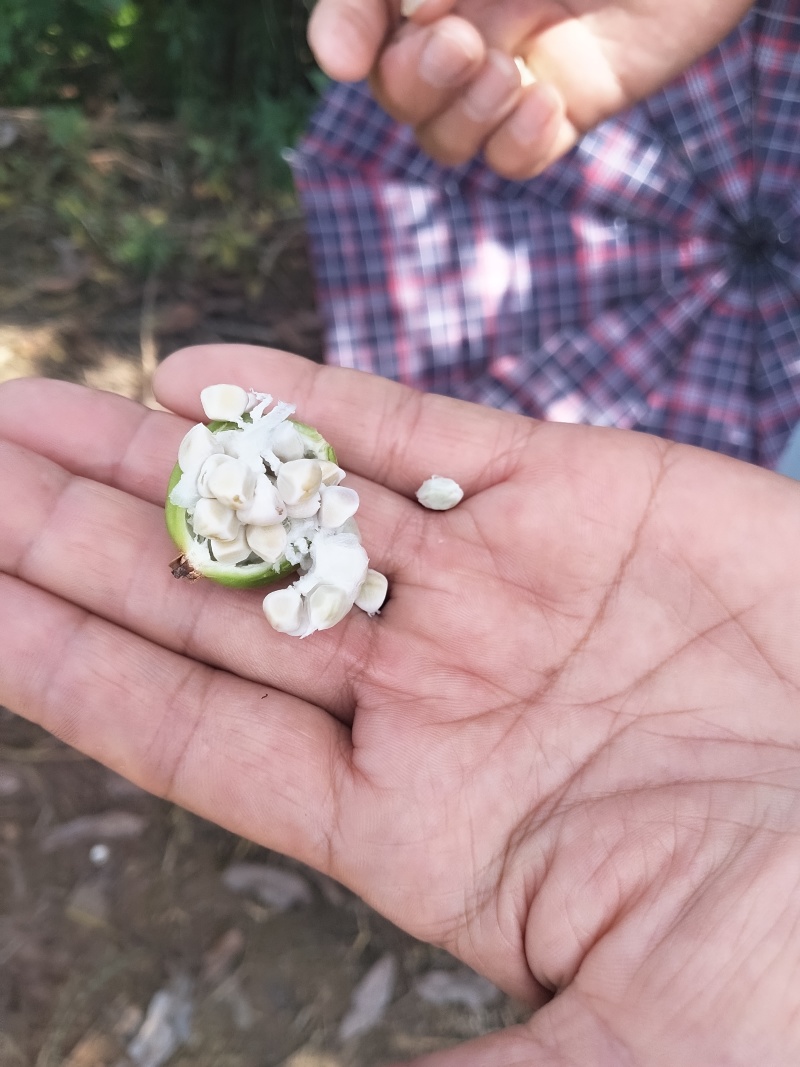 香砂仁，药食同源健康之选，3万亩基地，货源充足