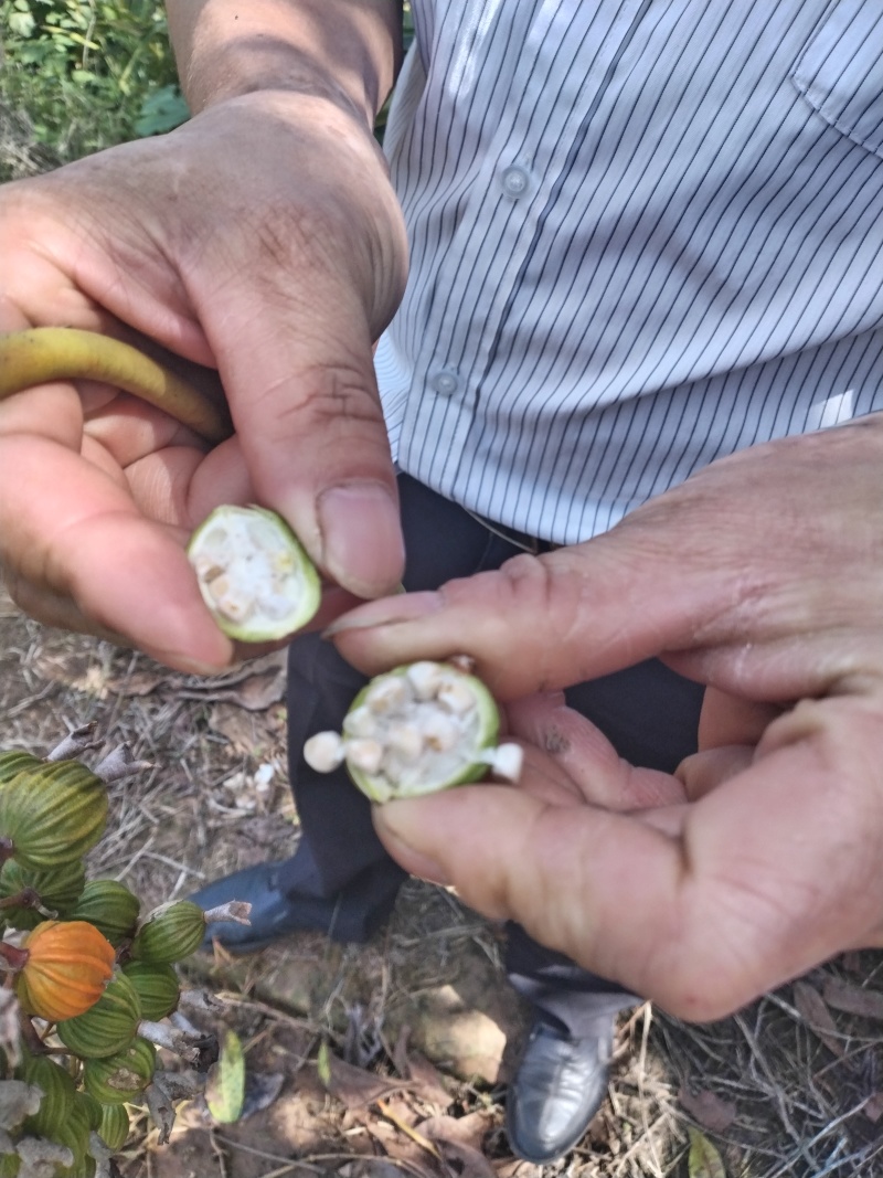 香砂仁，药食同源健康之选，3万亩基地，货源充足