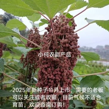 四川大竹苎麻种子青麻种子优质良种