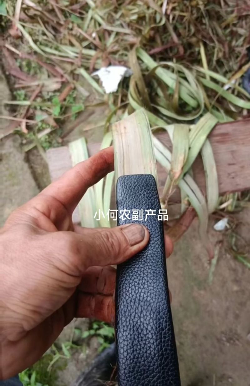 四川大竹苎麻种子青麻种子优质良种