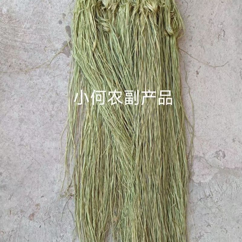 四川大竹苎麻种子青麻种子优质良种