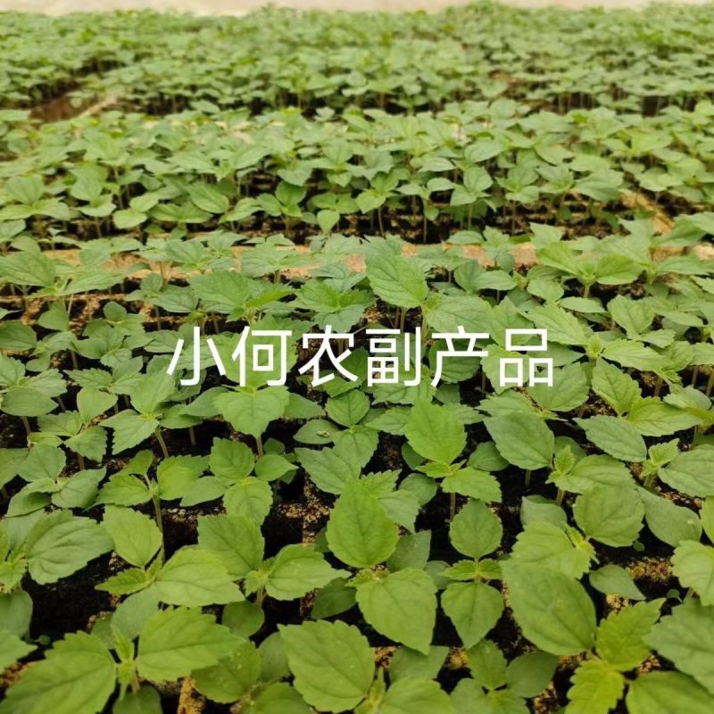 四川大竹苎麻种子青麻种子优质良种