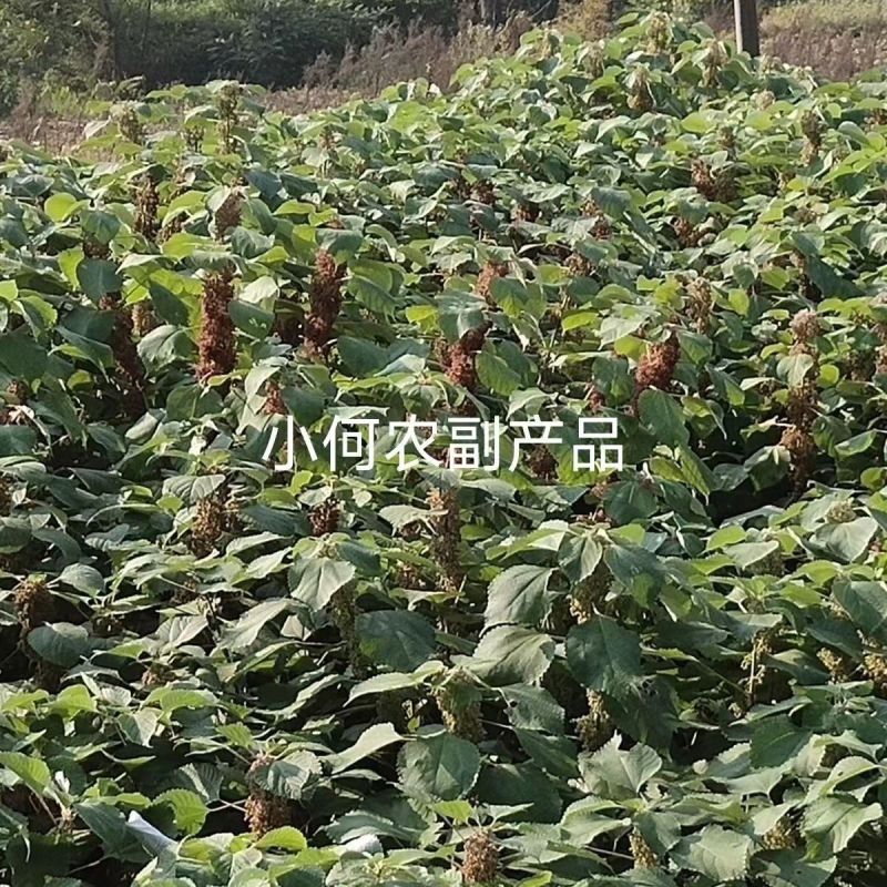 四川大竹苎麻种子青麻种子优质良种