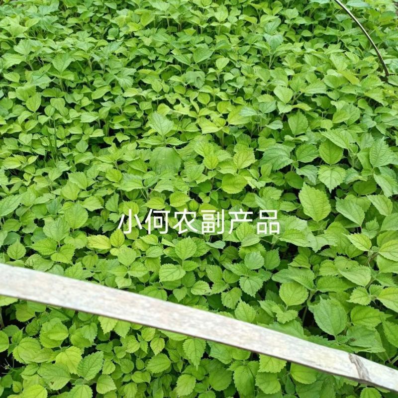 四川大竹苎麻种子青麻种子优质良种