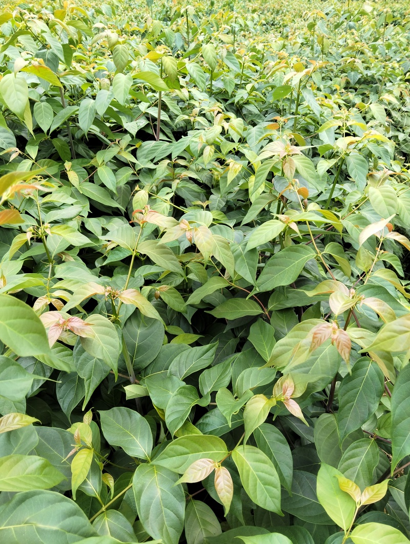 两年生钩藤苗金钩藤正宗药典品种优质移栽苗