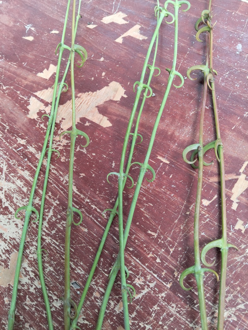 两年生钩藤苗金钩藤正宗药典品种优质移栽苗