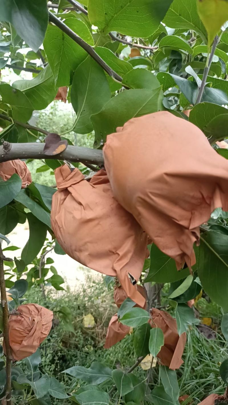自家农场种植秋月梨，沙壤土，纸袋，自然熟