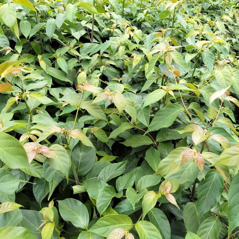 两年生钩藤苗金钩藤正宗药典品种优质移栽苗