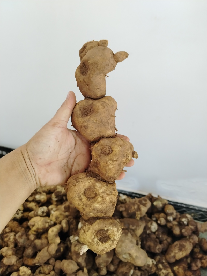 新鲜下山货滇黄精