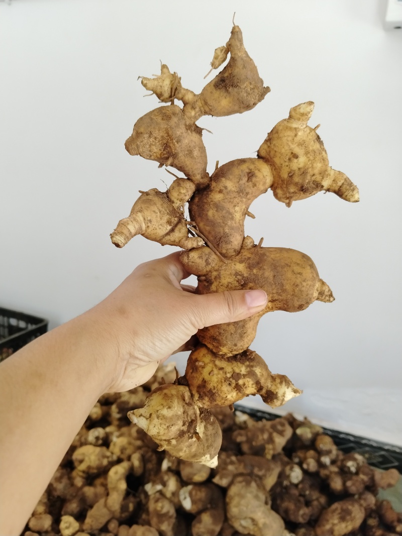 新鲜下山货滇黄精