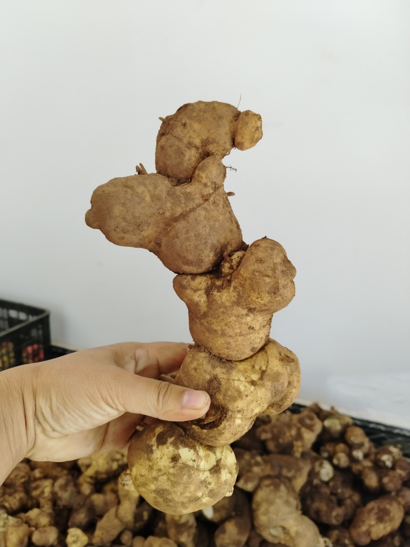 新鲜下山货滇黄精