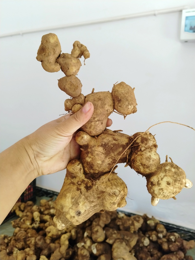 新鲜下山货滇黄精
