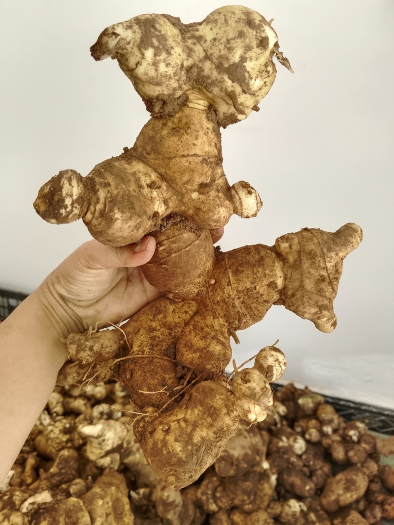 新鲜下山货滇黄精