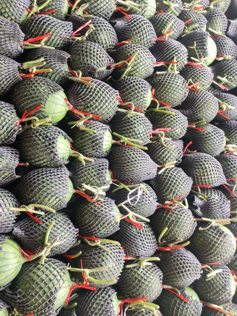 手撕薄皮小糖丸西瓜小吊瓜皮毛好糖度高供应市场