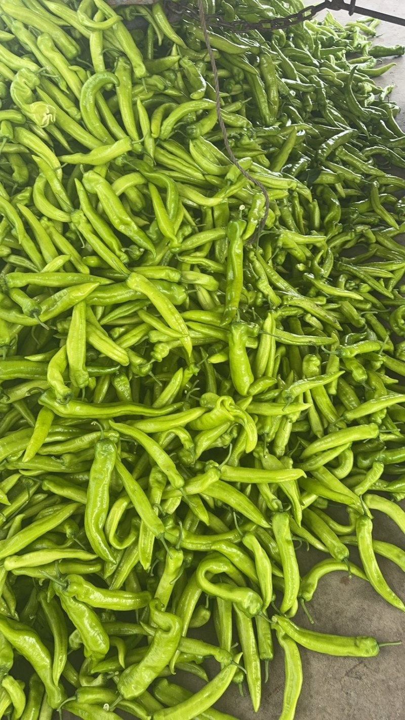 时代饺子辣椒黄皮辣椒烧烤椒