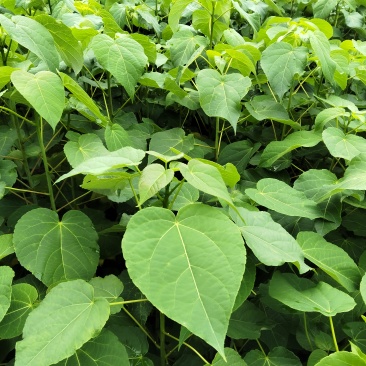 山桐子苗山桐子树苗