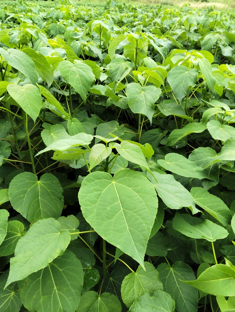 山桐子苗山桐子树苗