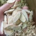 精品黄芪
