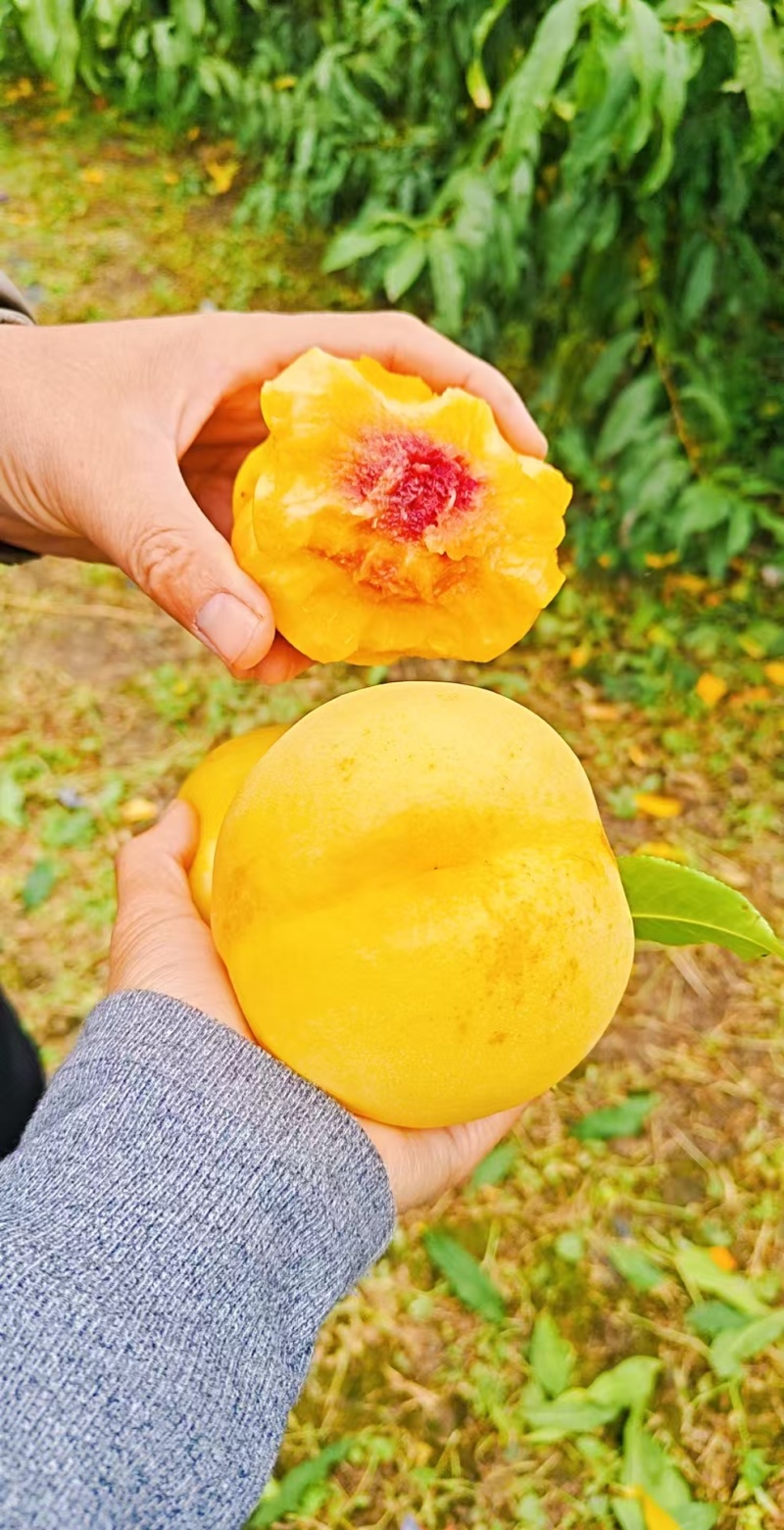 黄油桃