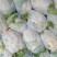 松花菜，小米粒对接全国市场及工厂欢迎采购量大从优