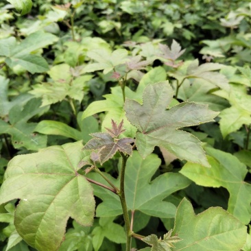 枫香苗一年生枫香苗