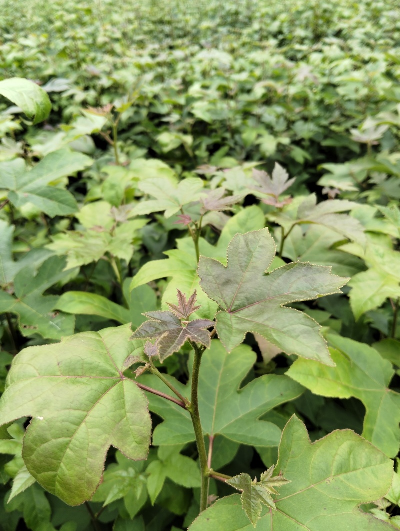 枫香苗一年生枫香苗