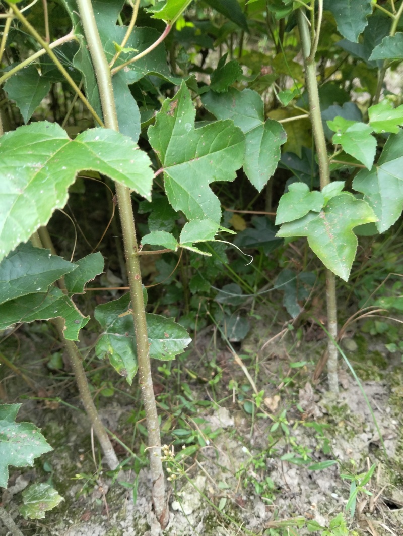 枫香苗一年生枫香苗
