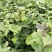 枫香苗一年生枫香苗