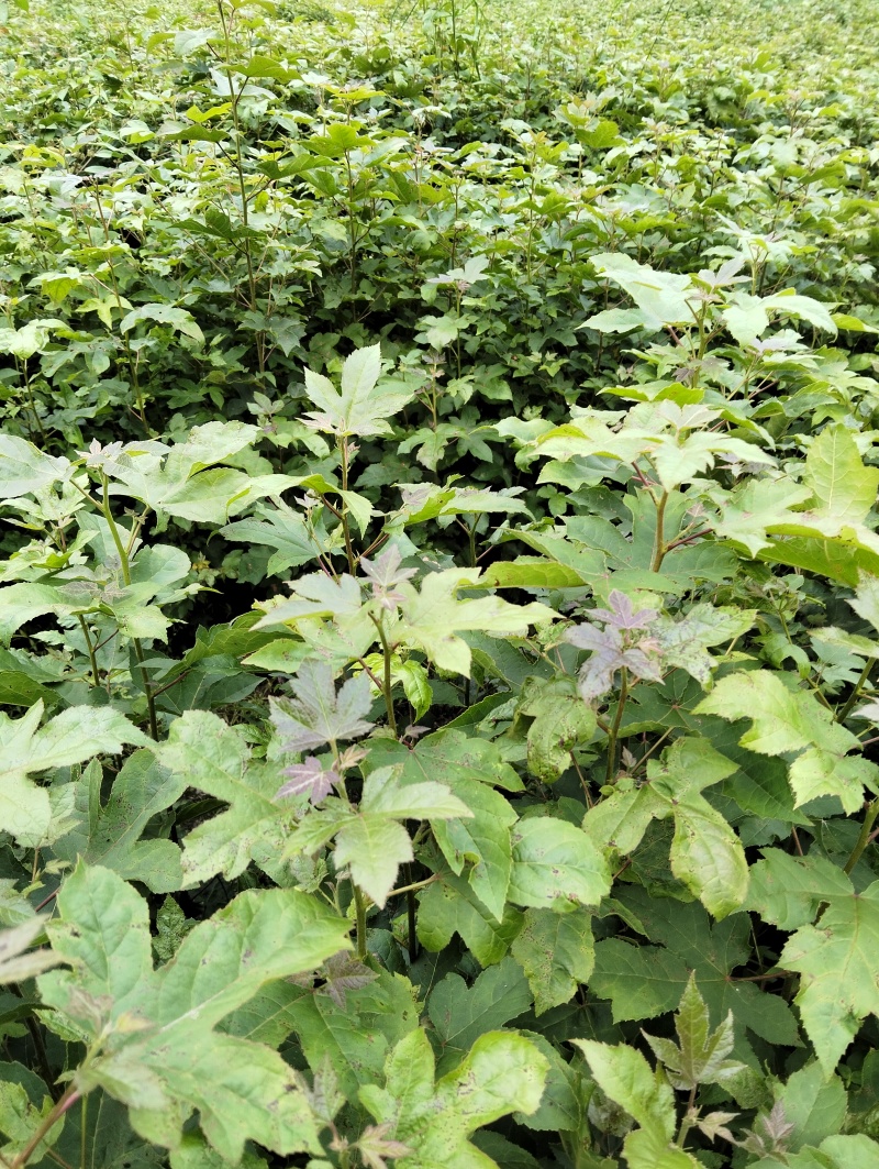 枫香苗一年生枫香苗