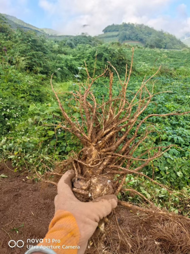 当归鲜货