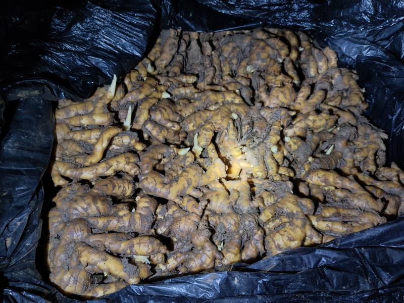自家种的